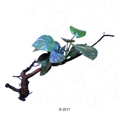 Moorkienwurzel mit Anubias und Saugnapf - 1 Stueck (ca. 10 - 20 cm)