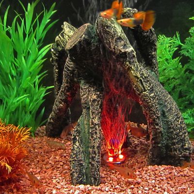 Racine échasses (moyen modèle)- L 23 x l 16 x H 20 cm environ