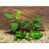 Lot de plantes pour perciformes Anubias - 3 plantes