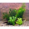 Lot de plantes color�es pour bassin � poissons rouges - 5 sortes de plantes diff�rentes