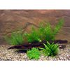 Lot de plantes pour aquarium de crevettes et de crustac�s - 5 sortes de plantes