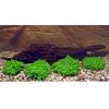 Lot de plantes pour aquarium de crevettes (style japonais) - 4 plantes