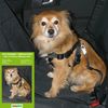 Ceinture de s�curit� pour chien Highwaycontrol - taille L : taille du poitrail 70 � 90 cm