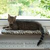 Tapis de fen�tre pour chat Adongo - L 60 x l 26 x H 2 cm