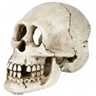 Trixie Skull Aquarium Decoration - Size 15 cm