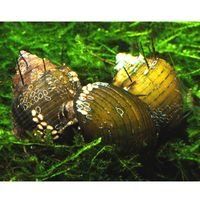 Haarige Turmdeckelschnecke � Thiara cancellata - - 5 Schnecken