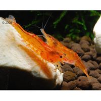 Orangefarbene Zwerggarnele - Caridina propinqua - - 10 Garnelen