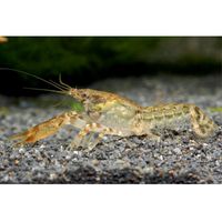 Kleinste Dwergkreeft Cambarellus diminutus Paar 2 kreeften, 1x mannetje 1x vrouwtje