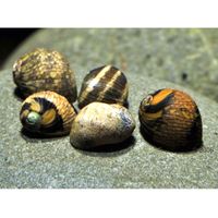 Variable Geweihschnecke - Clithon sowerbyana - - 5 Schnecken