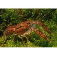 kaufen vergleich Everglades Sumpfkrebs   Procambarus Fallax     2 Krebse, 1x M�nnchen + 1x Weibchen - Zooplus