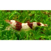 kaufen vergleich Wangenfleckgarnele   Caridina Cf. Tumida     10 Garnelen - Zooplus