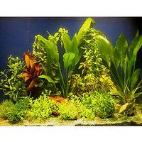 Aquariaplanten assortiment voor 100 120 cm aquaria 15 topplanten
