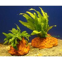 Gatenstenen met aquariumplanten - - 2 stuks