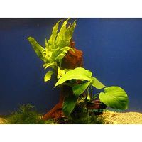 Zierwurzel mit Aquarienpflanzen - - 1 St�ck ca. 25 cm