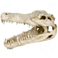 Schedel krokodil - - Grootte 14 cm 