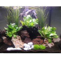 Aquarienpflanzen Zooplants 
