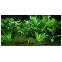  Aquariumplanten 'Hof van Eden' - - 12 planten 