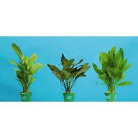 Dennerle Aquarienpflanzen Solit�rpflanzen Sortiment - - 3 Pflanzen