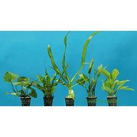 Dennerle Aquarienpflanzen Barsch Sortiment - - 5 Pflanzen