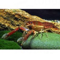 kaufen vergleich Yucatan Gelbbandkrebs   Procambarus Llamasi     2 Krebse, 1x M�nnchen + 1x Weibchen - Zooplus