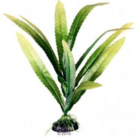 kaufen vergleich Cryptocoryne Kunstpflanze     30 Cm Hoch - Karlie Haaren