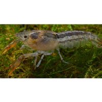 kaufen vergleich Zwergflusskrebs   Cambarellus Chapalanus Paar     2 Krebse, 1x M�nnchen + 1x Weibchen - Zooplus