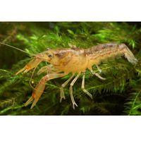 kaufen vergleich Mexiko Zwergflusskrebs   Cambarellus Montezumae Paar     2 Krebse, 1x M�nnchen + 1x Weibchen - Zooplus