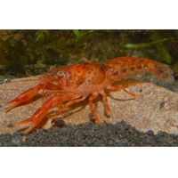kaufen vergleich Oranger Zwergflusskrebs   Cambarellus Patzcuarensis Paar     2 Krebse, 1x M�nnchen + 1x Weibchen - Zooplus