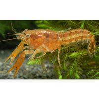 kaufen vergleich Louisiana Zwergflusskrebs   Cambarellus Shufeldtii Paar     2 Krebse, 1x M�nnchen + 1x Weibchen - Zooplus