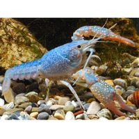 Blauwe rivierkreeft Procambarus clarkii Blue Pearl Paar 2 kreeften, 1 x mannetje, 1 x vrouwtje