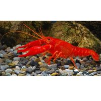 Oranger Flusskrebs - Procambarus clarkii orange Paar - - 2 Krebse, 1x M�nnchen + 1x Weibchen