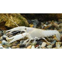 Sneeuwwitte rivierkreeft Procambarus clarkii white Paar 2 kreeften, 1x mannetje 1x vrouwtje