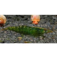 Groene Babaulti Dwerggarnaal Caridina babaulti 10 Garnalen