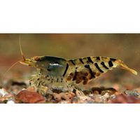 Tijgergarnaal Wildzang Caridina cantonensis var. Tiger 10 Garnalen