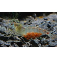 Blue Pearl Garnaal Neocaridina cf. zhangjiajiensis 10 Garnalen