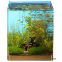 Dennerle Aquariumpflanzen Nano-Aquarium 