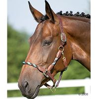 USG Lederhalster - - Warmbloed / Full bruin