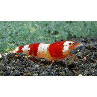 Red Bee Garnaal Grade A (Vierband) 8 Garnalen