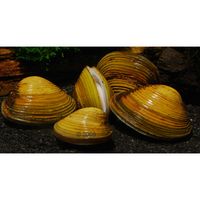Aziatische Mandjesmossel Corbicula fluminea 5 Mosselen