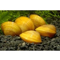 Gouden Mandjesmossel Corbicula javanicus 5 Mosselen