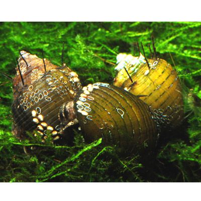 Haarige Turmdeckelschnecke ? Thiara cancellata - 5 Schnecken