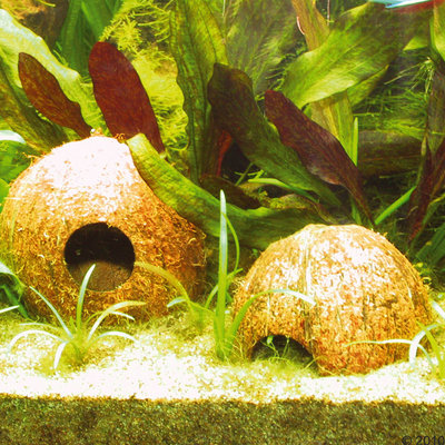 JBL Cocos Cava- 1/2 noix de coco (taille L)