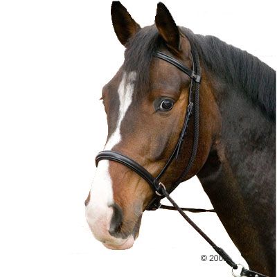 Gebisslose Trense Connection schwarz - Pony