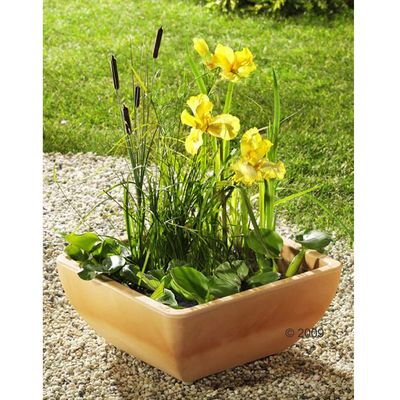 Teichset fuer Balkon, Terrasse & Garten inkl. 4 Pflanzen - Masse L 40 x B 40 x H 18 cm