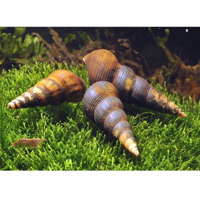 Herkules-Turmdeckelschnecke ? Brotia herculea - 5 Schnecken