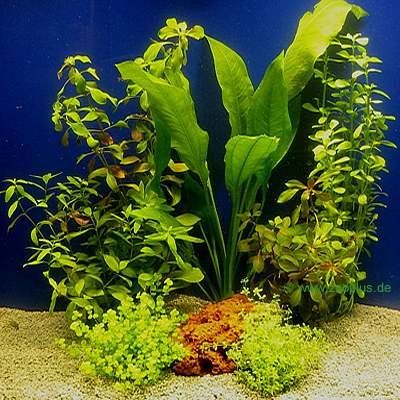 Lot de plantes pour aquarium de 60 cm- 7 plantes en pot