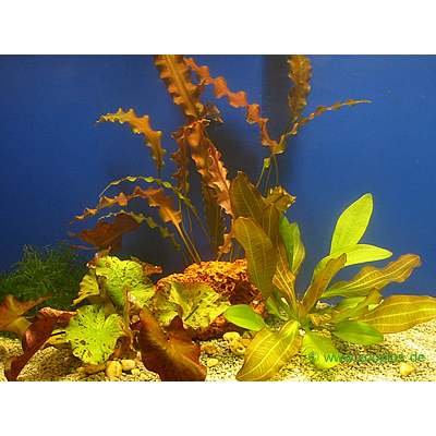 Lot de plantes solitaires d´aquarium- 3 plantes en pot