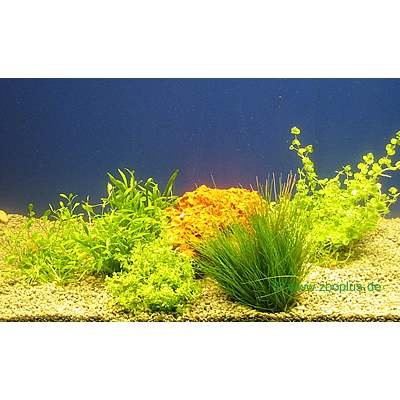 Lot de plantes d´avant-plan pour aquarium- 5 plantes en pot