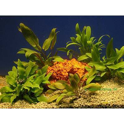 Lot de plantes Cryptocorynes pour aquarium- 5 plantes en pot