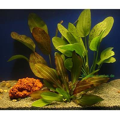 Lot de plantes Echinodorus pour aquarium- 5 plantes en pot